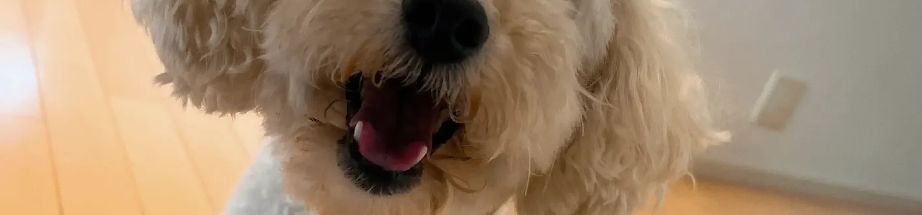 スクリーンショット 2024-11-27 14.13.30